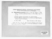 Cuphophyllus pratensis image